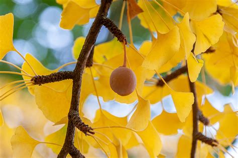 gincio|GINKGO .